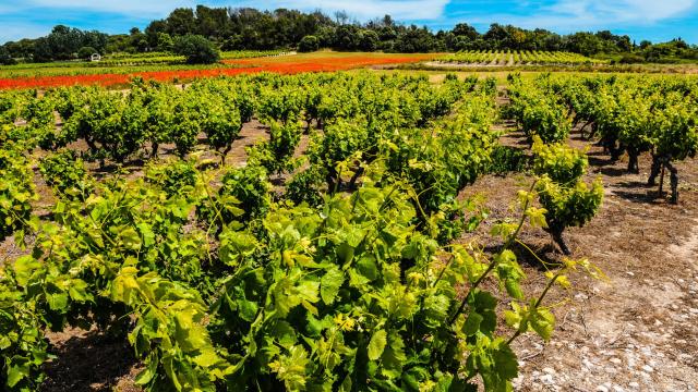 Cournonsec_vignes_ete