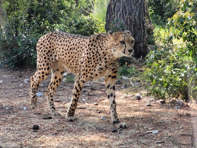 Zoo lunaret guépard animal
