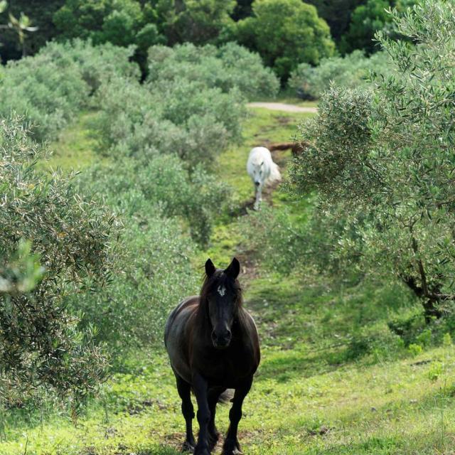 Chevaux_DomaineDeLOulivie