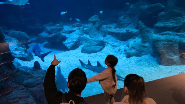 Aquarium Planet Ocean Montpellier en famille
