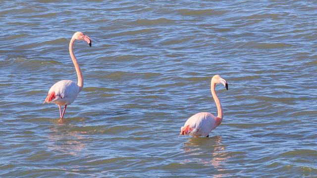 Balade_aux_bords_des_etangs_Flamants