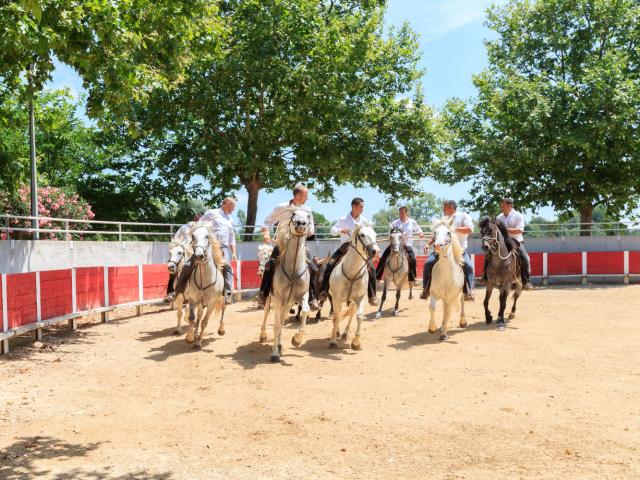 L'Abrivado Activités taurines chevaux