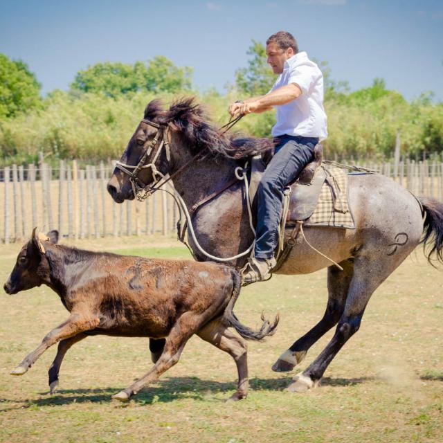 La Ferrade chevaux activités taurines