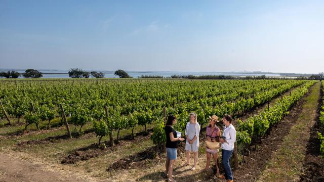 Villeneuve les maguelone vignes vin