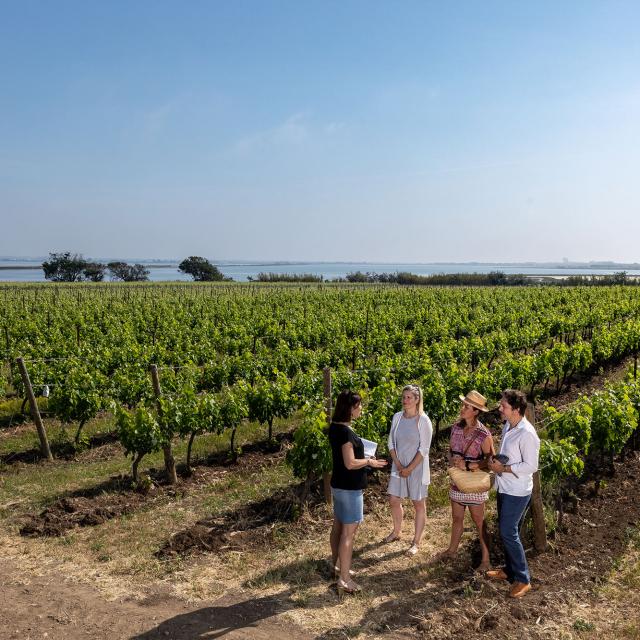 Villeneuve les maguelone vignes vin