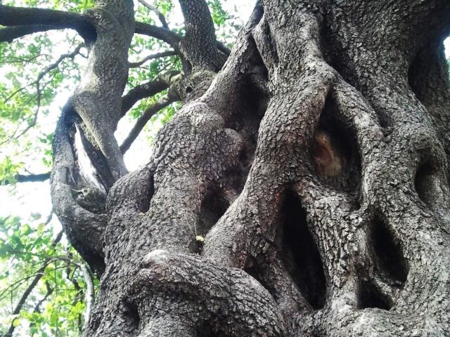 Jardin Des Plantes Arbre A Souhaits