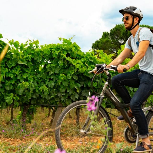 Velo Dans Les Vignes